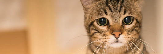 ¿ Cómo usar arena sanitaria para gatos ECOBED?