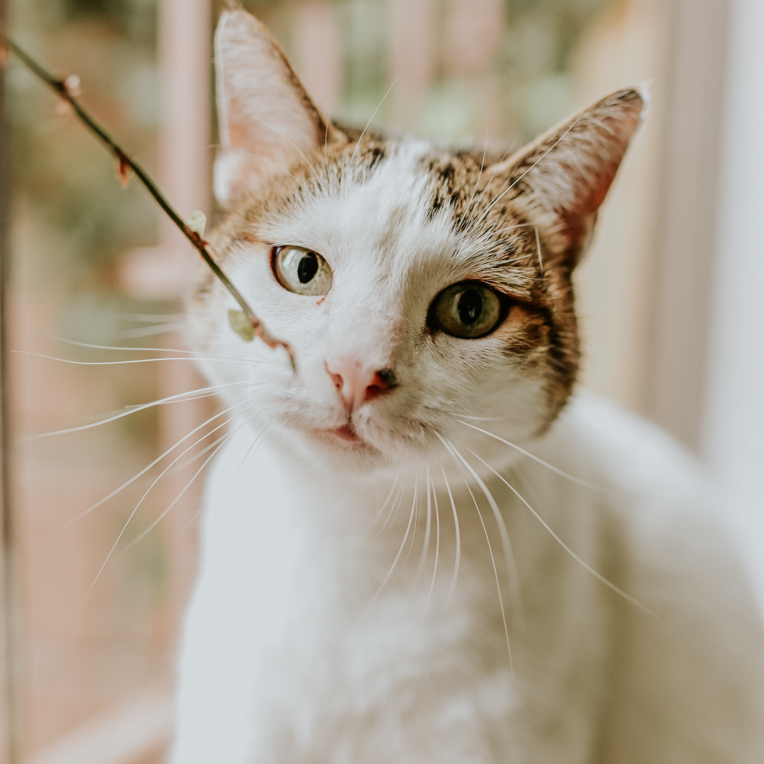arena sanitaria ecologica para gatos