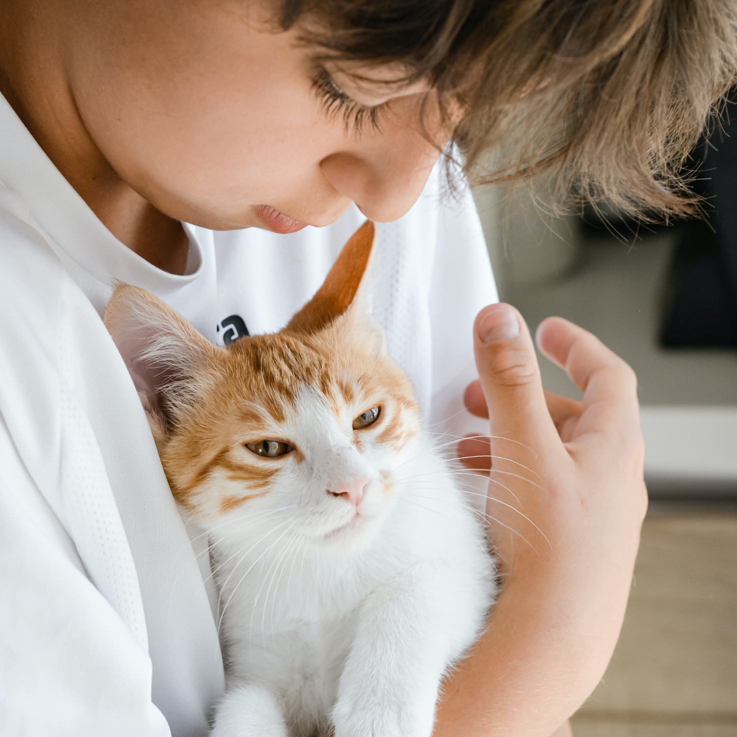 arena sanitaria vegetal para gatos